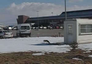 Havaalanı'na tilki indi